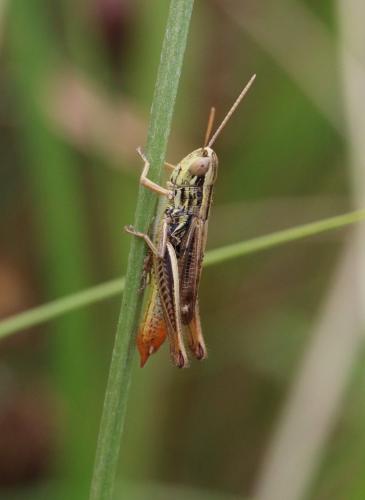 Euchorthippus declivus